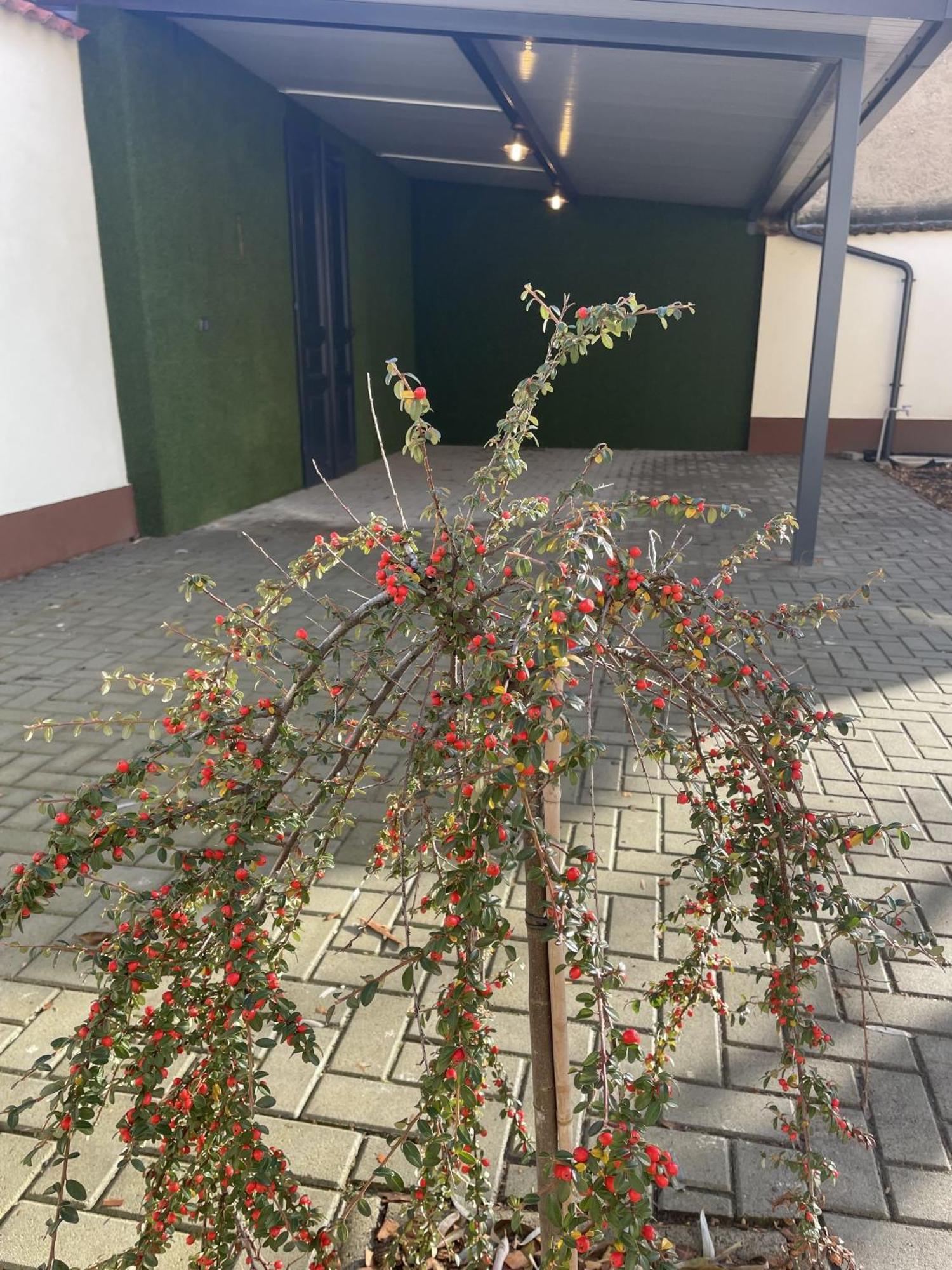 Casa Rosa Apartmanok Eger Zewnętrze zdjęcie